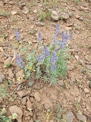 Lupinus arbustus