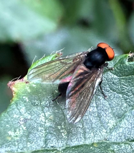 Flat-footed Flies