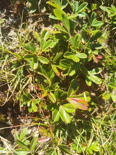 three-toothed cinquefoil