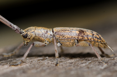 Small Mulberry Borer photo 5
