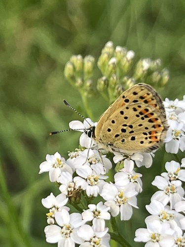 Sooty Copper