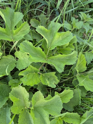 hogweed