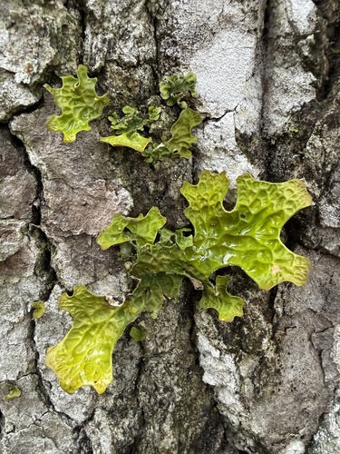 Tree Lungwort
