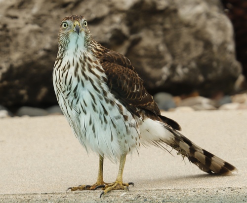 Cooper's Hawk