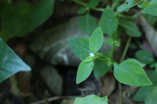 Neanotis hirsuta observed 2026-09-19