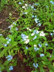 Myosotis sylvatica