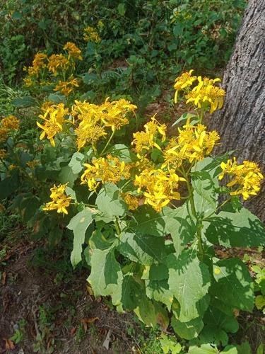 Yellow Crownbeard