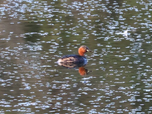Little Grebe