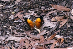 Doleschallia bisaltide australis