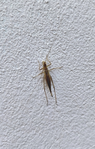 Italian Tree Cricket
