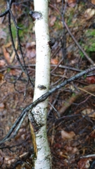 Betula pendula