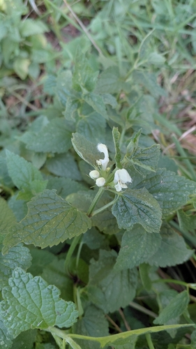 White deadnettle