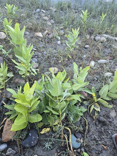 showy milkweed