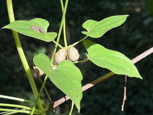 Chinese yam