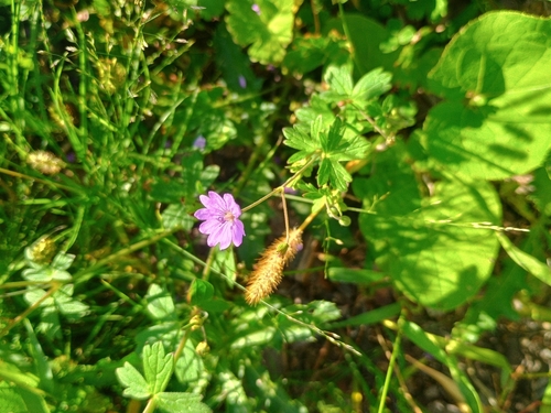 Hedgerow Crane's-bill