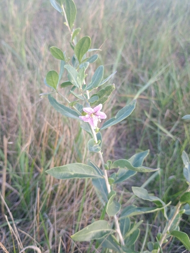 matrimony vine