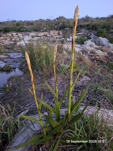 Wachendorfia thyrsiflora, photograph 5