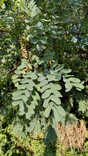 black locust