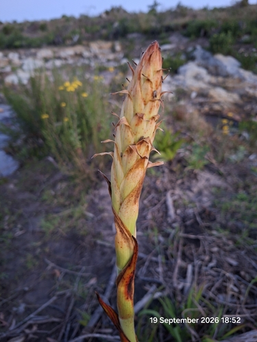 Wachendorfia thyrsiflora, photograph 6