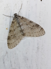 Trichopteryx carpinata