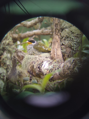 Swallow-tailed Cotinga