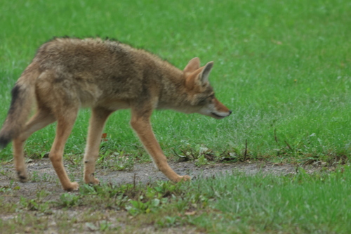 Coyote
