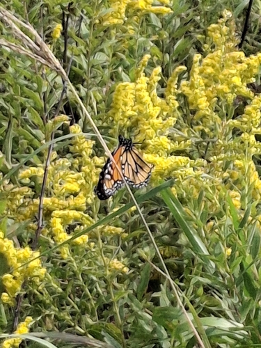 Monarch
