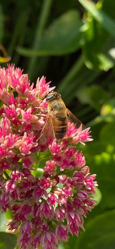 Common Drone Fly