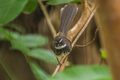 Rhipidura albogularis