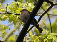 Fringilla coelebs