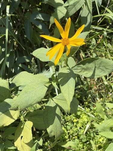 Jerusalem artichoke