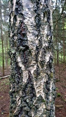 Betula pendula