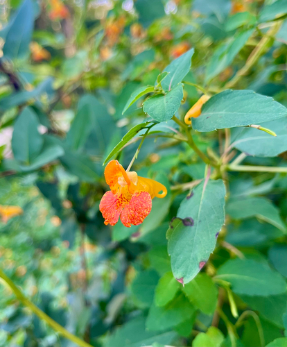 common jewelweed