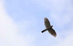 Accipiter virgatus