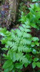 Dryopteris carthusiana