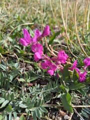 Oxytropis lambertii