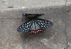 Hestina assimilis formosana