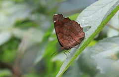 Ariadne ariadne pallidior