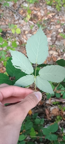 Rubus montanus