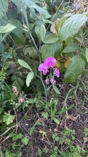 broad-leaved sweet pea