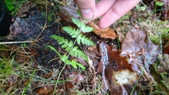 Dryopteris carthusiana