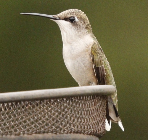 Ruby-throated Hummingbird