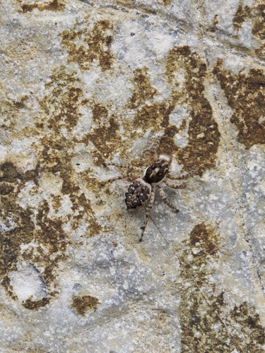 Half-edged Wall Jumping Spider