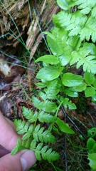 Dryopteris carthusiana