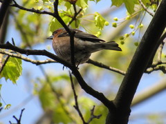 Fringilla coelebs