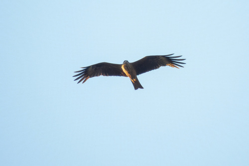 Black Kite