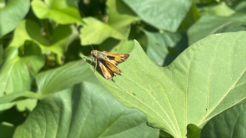 Huron Skipper
