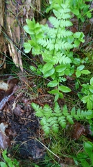 Dryopteris carthusiana