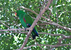 Eclectus roratus