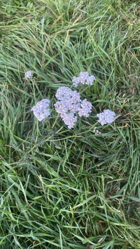 common yarrow